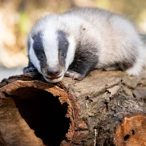 Dachsbaby Wildpark Lüneburger Heide