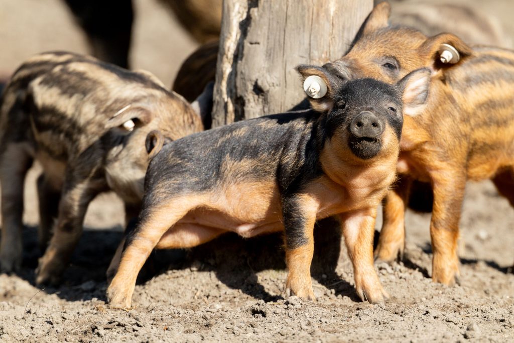 Wollschweine im Wildpark Lüneburger Heide