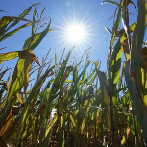 Die Sonne strahlt über einem Maisfeld in Schleswig-Holstein.
