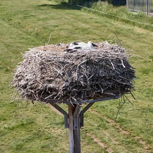 Dank der guten Bedingungen für Störche brüten in der Hansestadt immer mehr Weißstorchen-Paare.