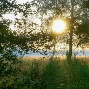 In Eißendorf entsteht jetzt ein – hoffentlich – „zukunftsfähiger“ Wald. (Symbolbild)