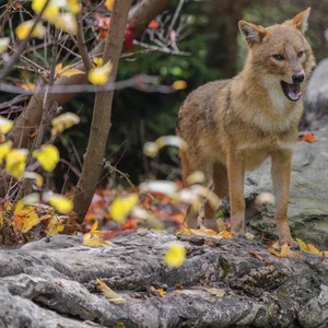 Ein Goldschakal (Canis aureus) steht auf einem verrottenden Baum...