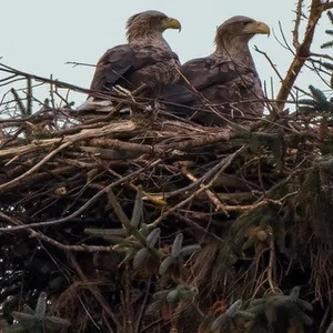 Zwei Seeadler sitzen auf dem Horstbaum in einem intakten Nest.