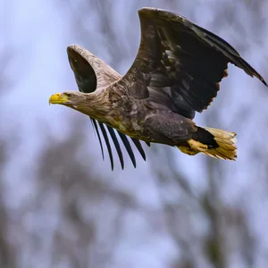 Ein fliegender Seeadler.