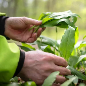 Immer mehr Menschen in Norddeutschland wenden sich wegen Verwechslungen von Bärlauch mit giftigen Pflanzen an den Giftnotruf.