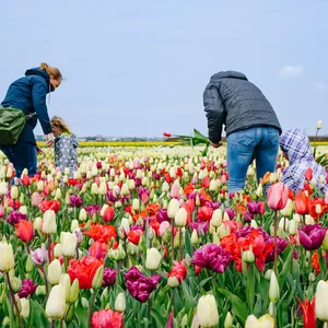 Tulpen Pflücken