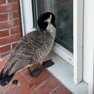 Diese Gans sorgte für einen großen Einsatz am Kieler Ministerium.