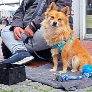 Ein Obdachloser mit Hund.