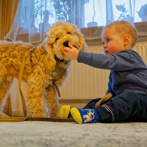 Ein Baby mit seinem Hund: In Hamburg sind die Tiere nach wie vor beliebt.