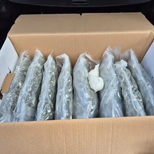 Zollfhander aus Hamburg nehmen in Greifswald Drogendealer-Bande fest