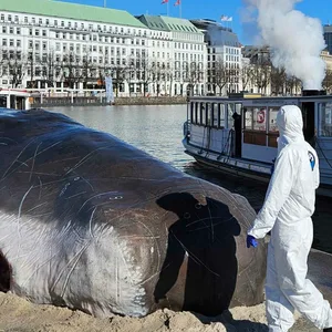Diesen Plastik-Pottwal hat offenbar die belgische Künstlergruppe Captain Boomer Collective in Hamburg an den Jungfernstieg gelegt.