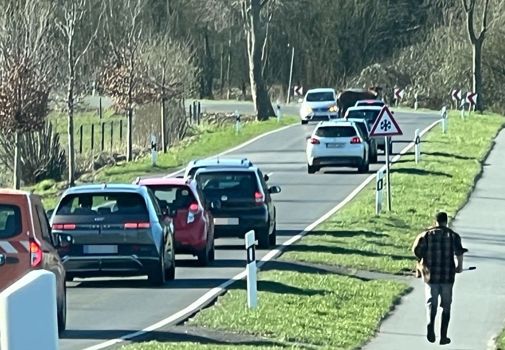 Rind auf Straße