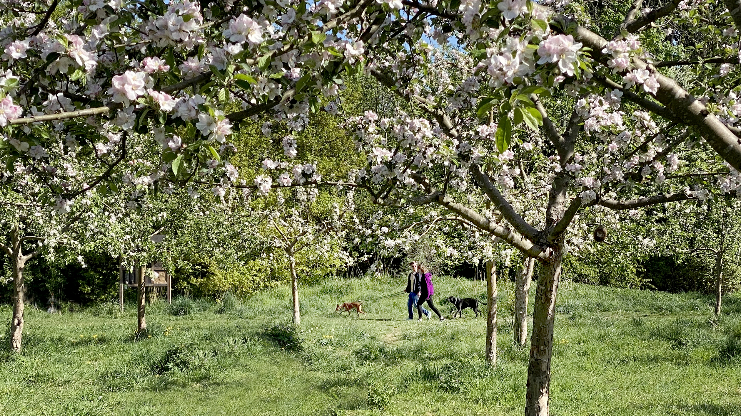 Obstbäume