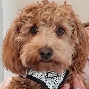 ein hellbrauner Labradoodle