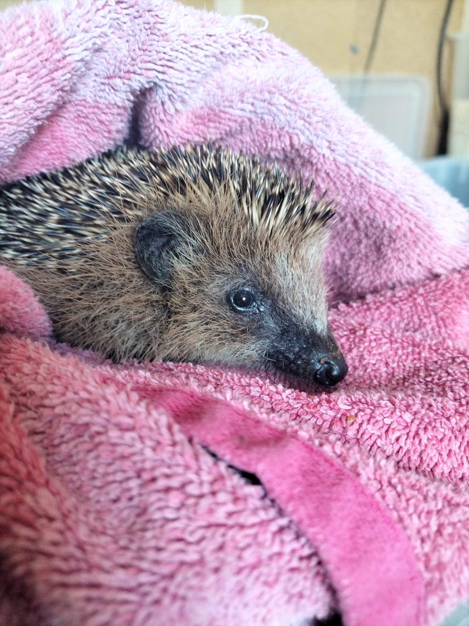 Der kleine Igel nach der Rettung