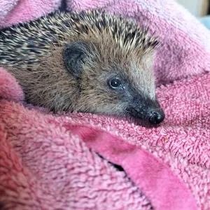 Der kleine Igel nach der Rettung