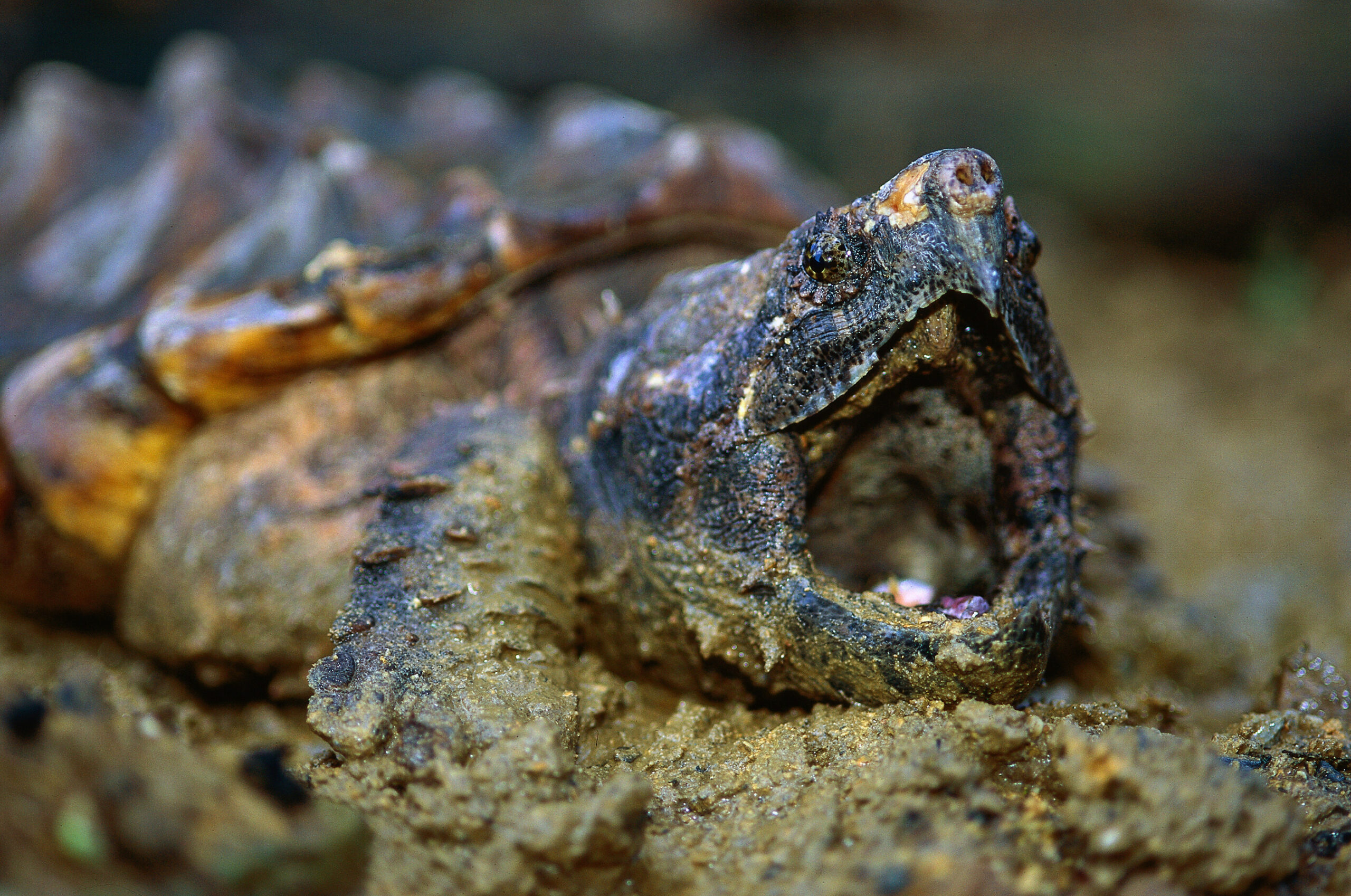 Eine Geierschildkröte mit geöffnetem Maul.