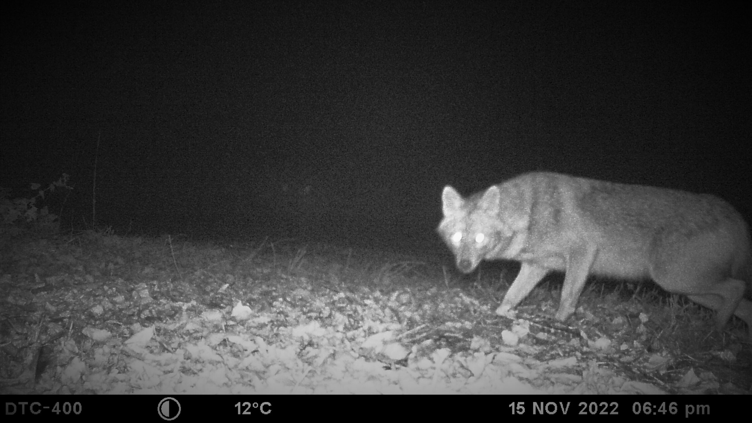 Ein Goldschakal hat eine Wildkamera ausgelöst (Archivbild).
