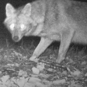 Ein Goldschakal hat eine Wildkamera ausgelöst (Archivbild).