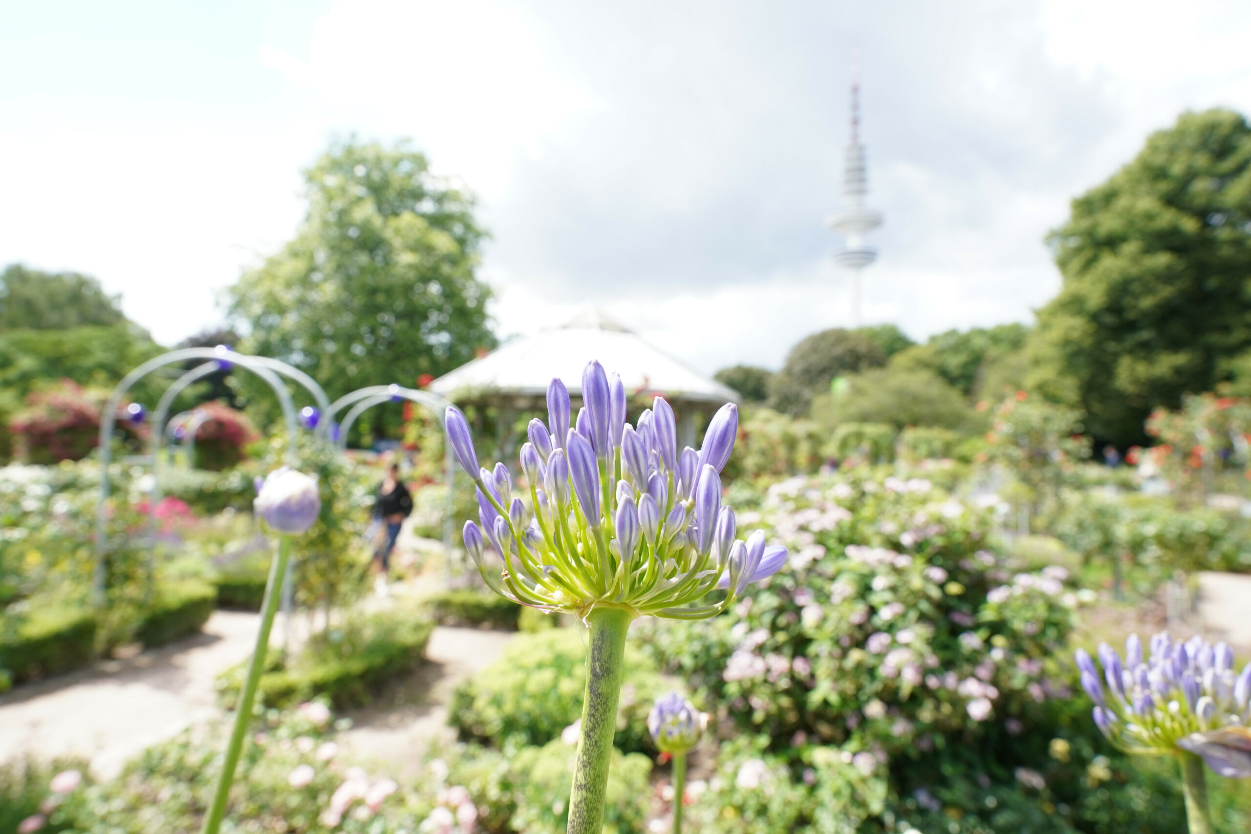 Blüten mit dem Fernsehturm im Hintergrund