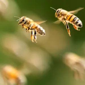 Bienenschwarm