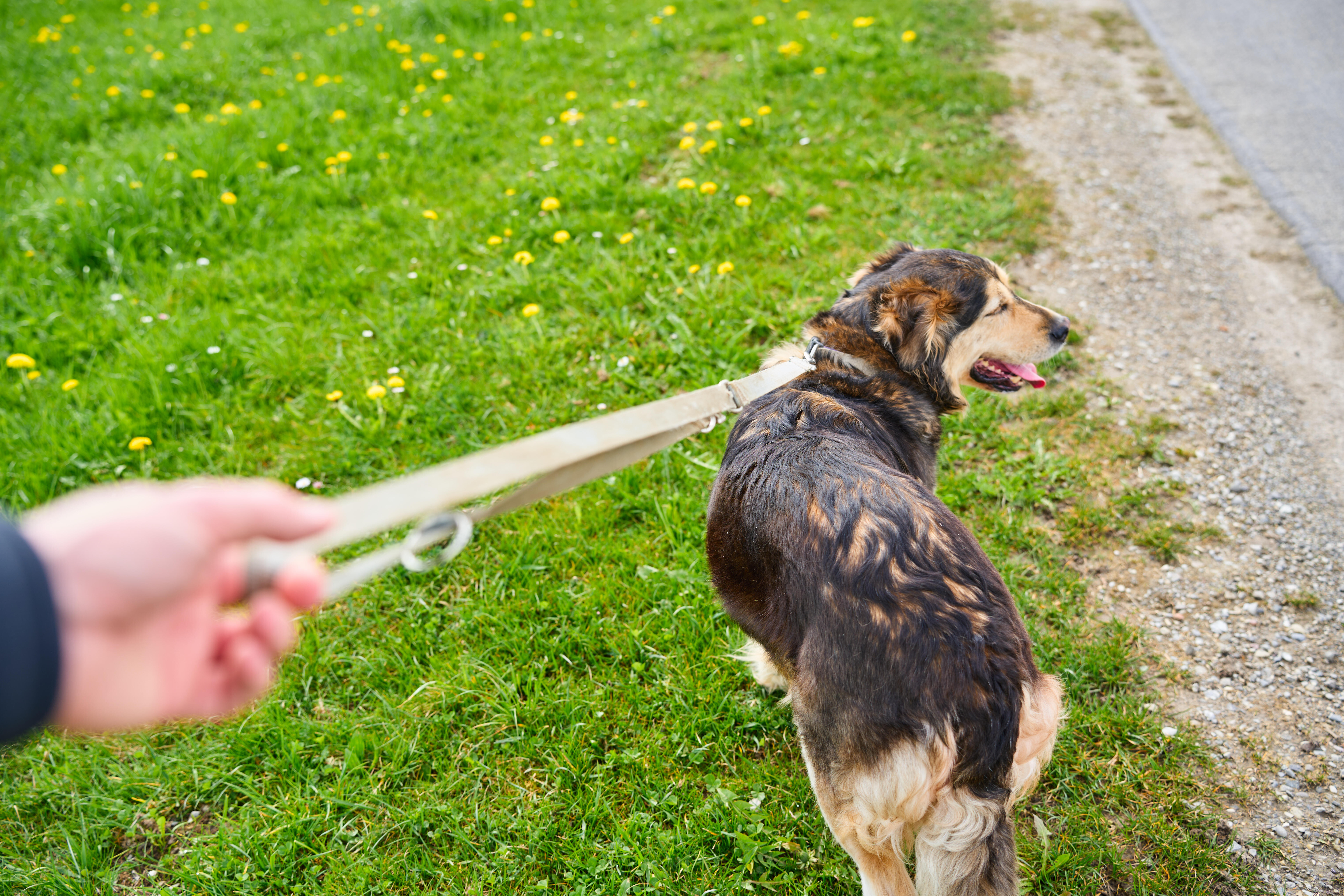 Frau in Glinde den Hund entrissen – dann würgt der Täter das Opfer mit der Leine