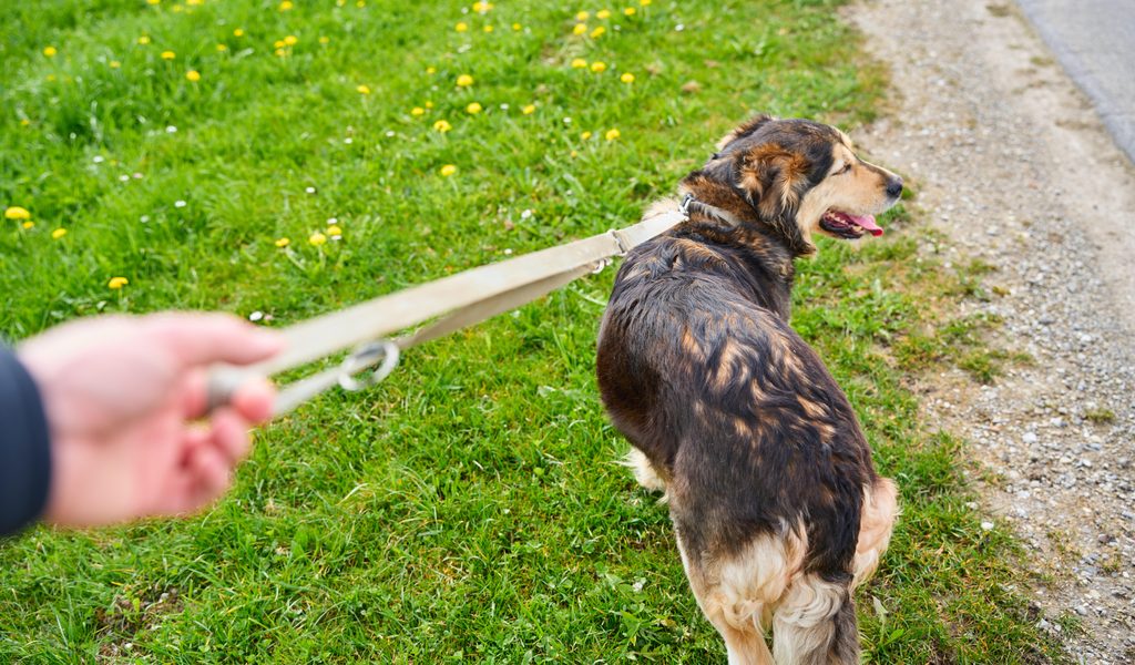 Hund-gestohlen-dann-Frau-mit-Leine-gew-rgt-T-ter-kommt-direkt-in-Psychiatrie