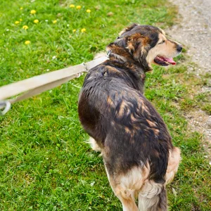 Frau in Glinde den Hund entrissen – dann würgt der Täter das Opfer mit der Leine