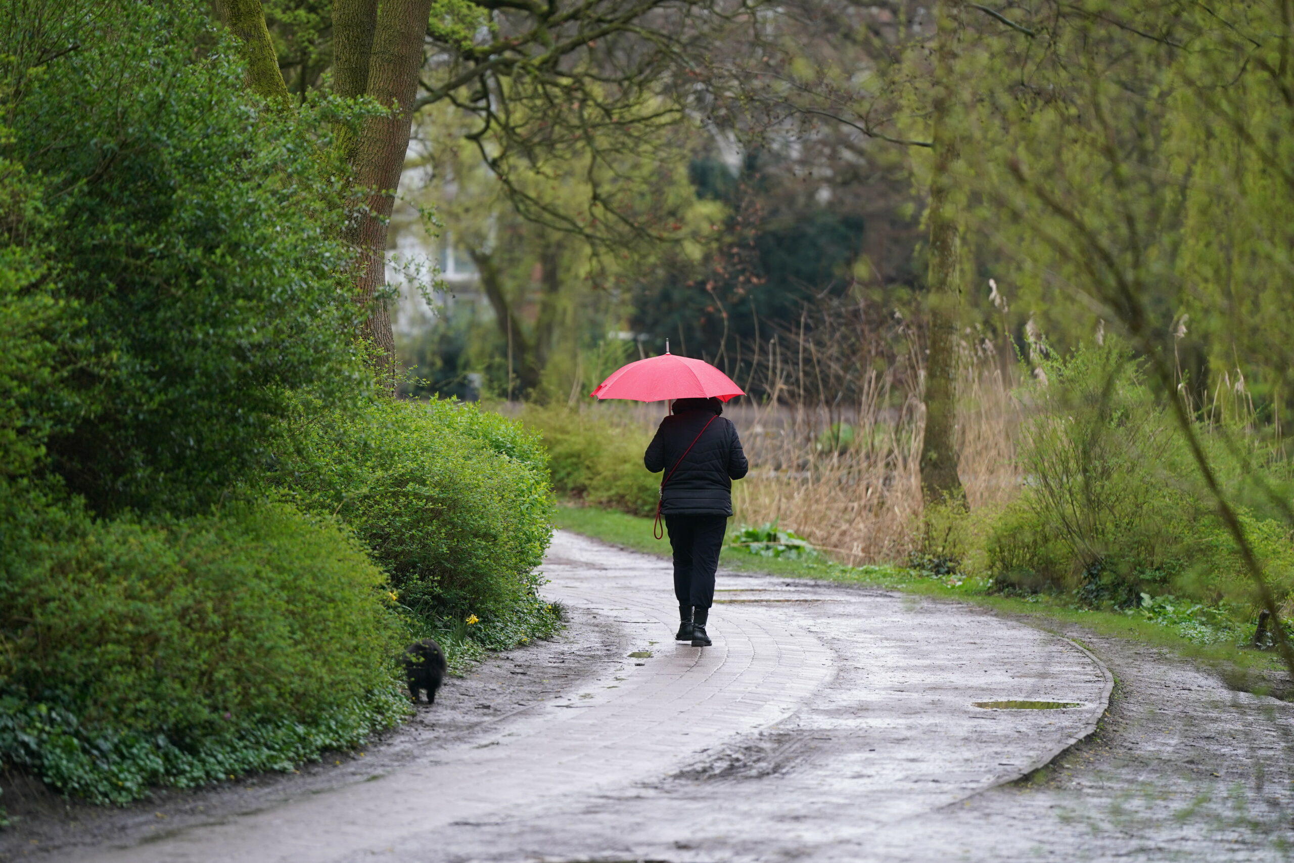 Regen