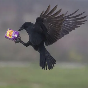 Krähe