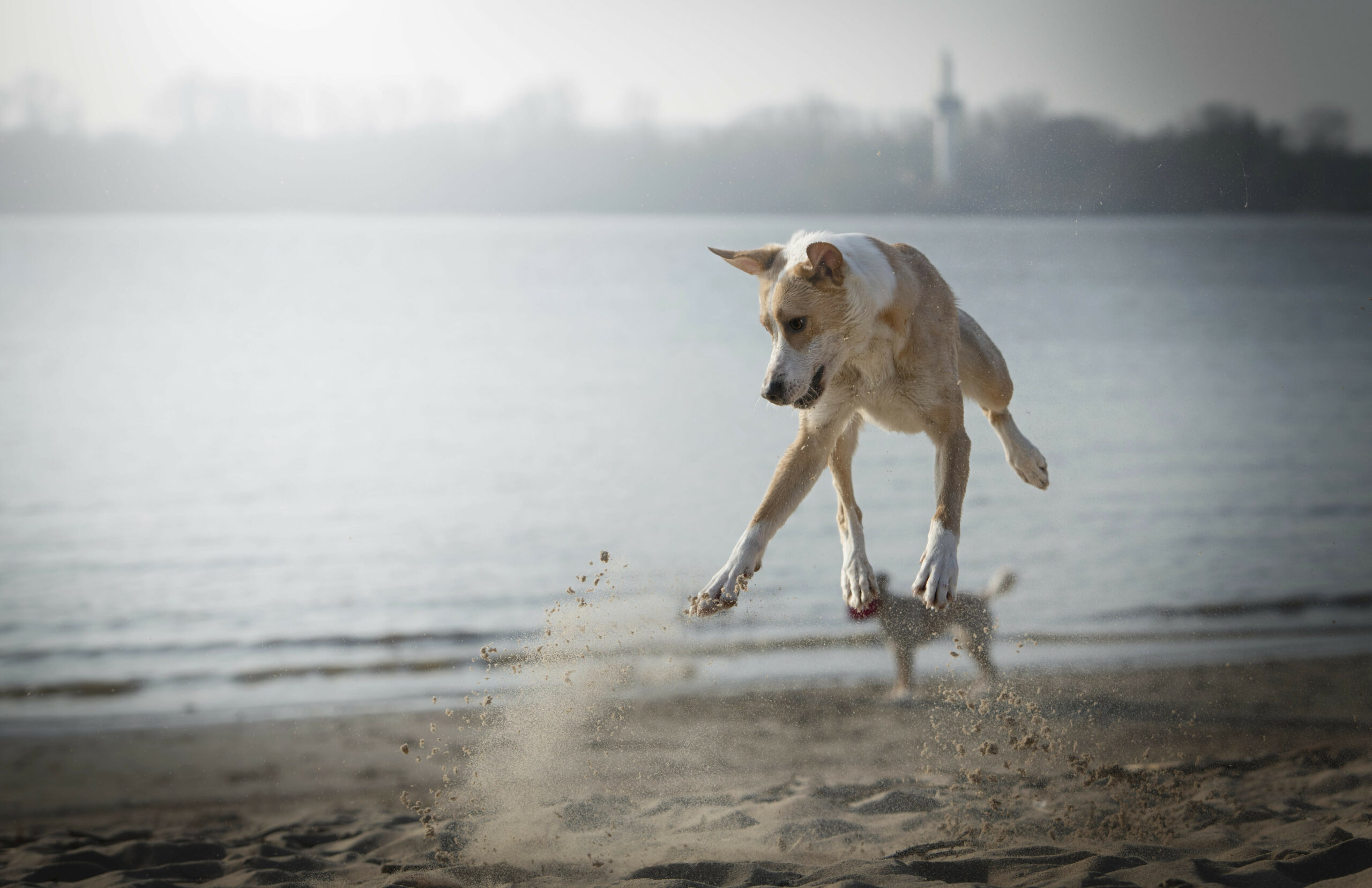 Ein Hund hat beim spielen am Elbstrand sichtlich Spaß.