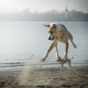 Ein Hund hat beim spielen am Elbstrand sichtlich Spaß.