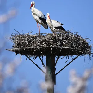 Weißstörche auf einem Storchenhorst in Kirchwerder.