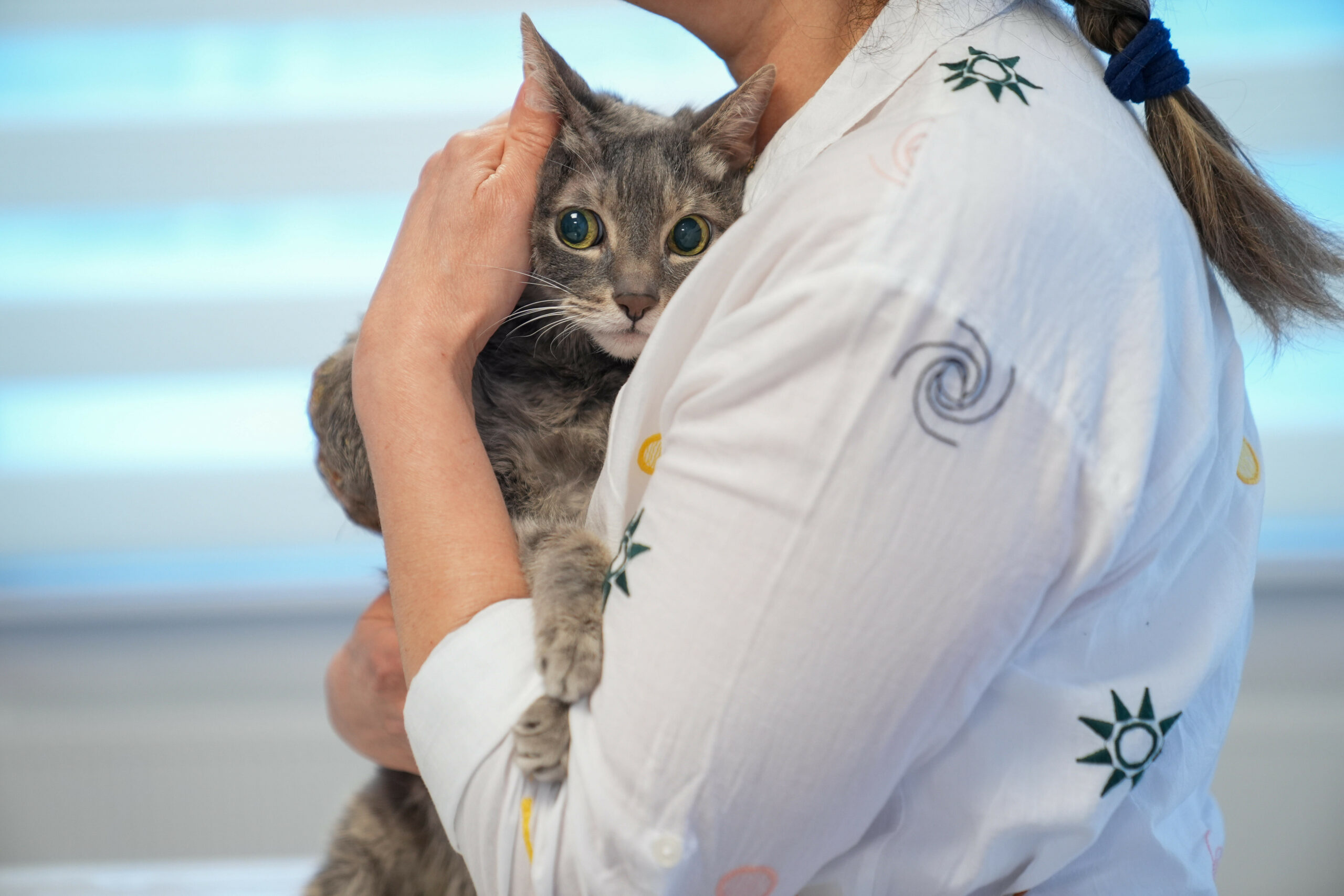 Eine Katze beim Tierarzt (Symbolbild).