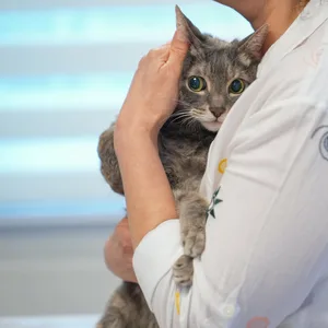 Eine Katze beim Tierarzt (Symbolbild).