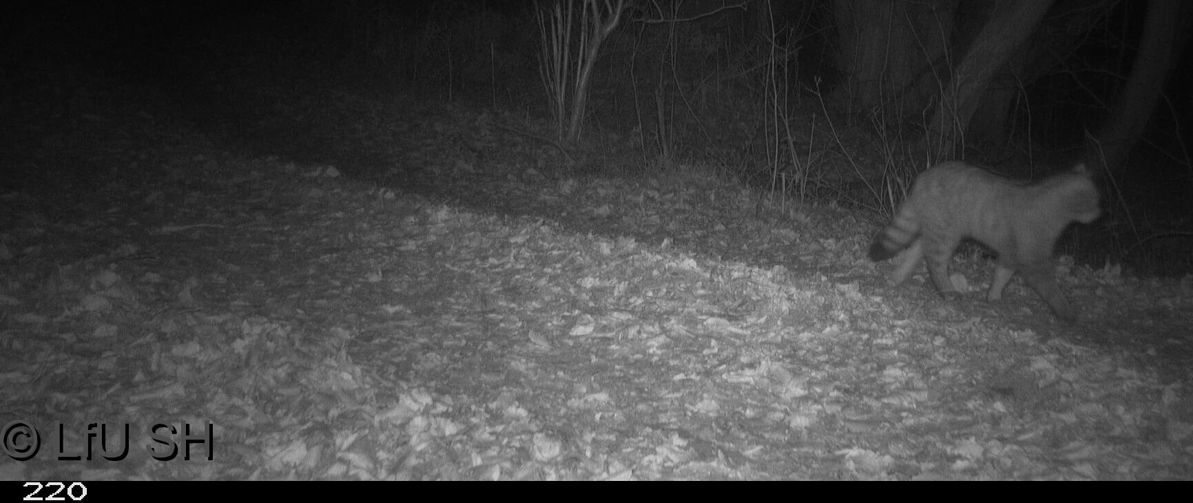 Nachweise einer Wildkatze in Schleswig-Holstein