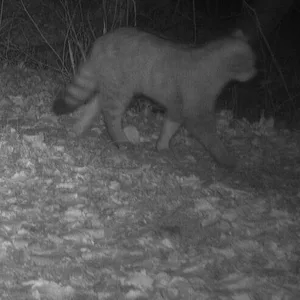 Nachweise einer Wildkatze in Schleswig-Holstein