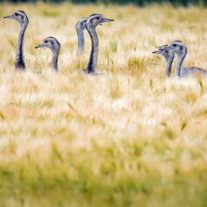 Wild lebende Nandus in Westmecklenburg