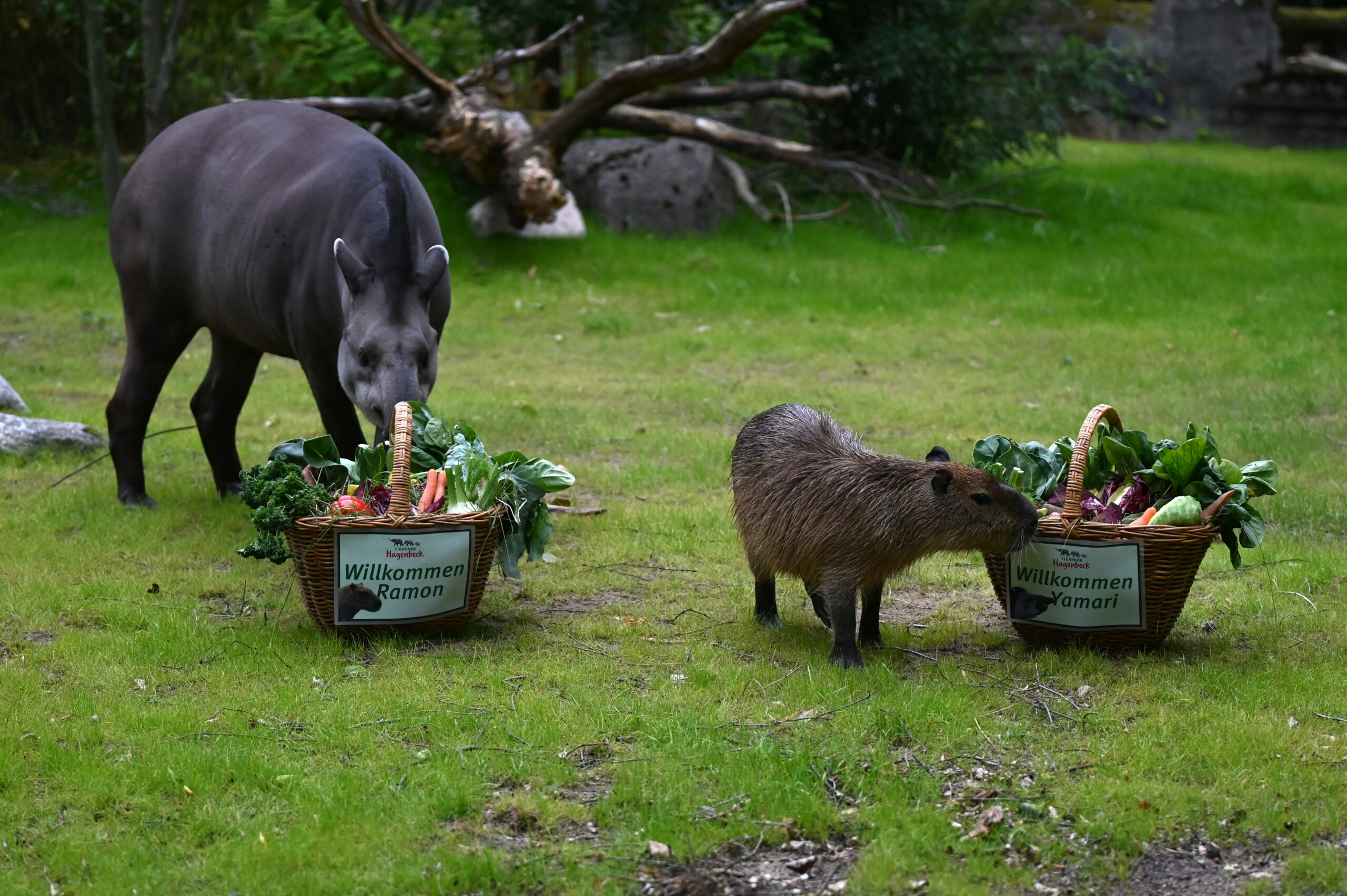 Tapir Yamari (l.) und Wasserschwein Ramon sind ab jetzt Mitbewohner.