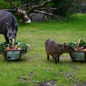 Tapir Yamari (l.) und Wasserschwein Ramon sind ab jetzt Mitbewohner.