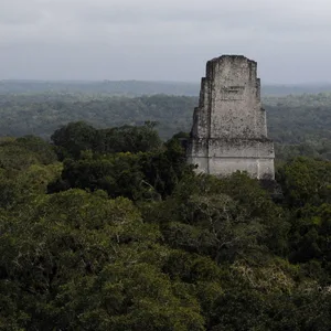 Alte Maya-Gebäude ragen über die Baumwipfel.