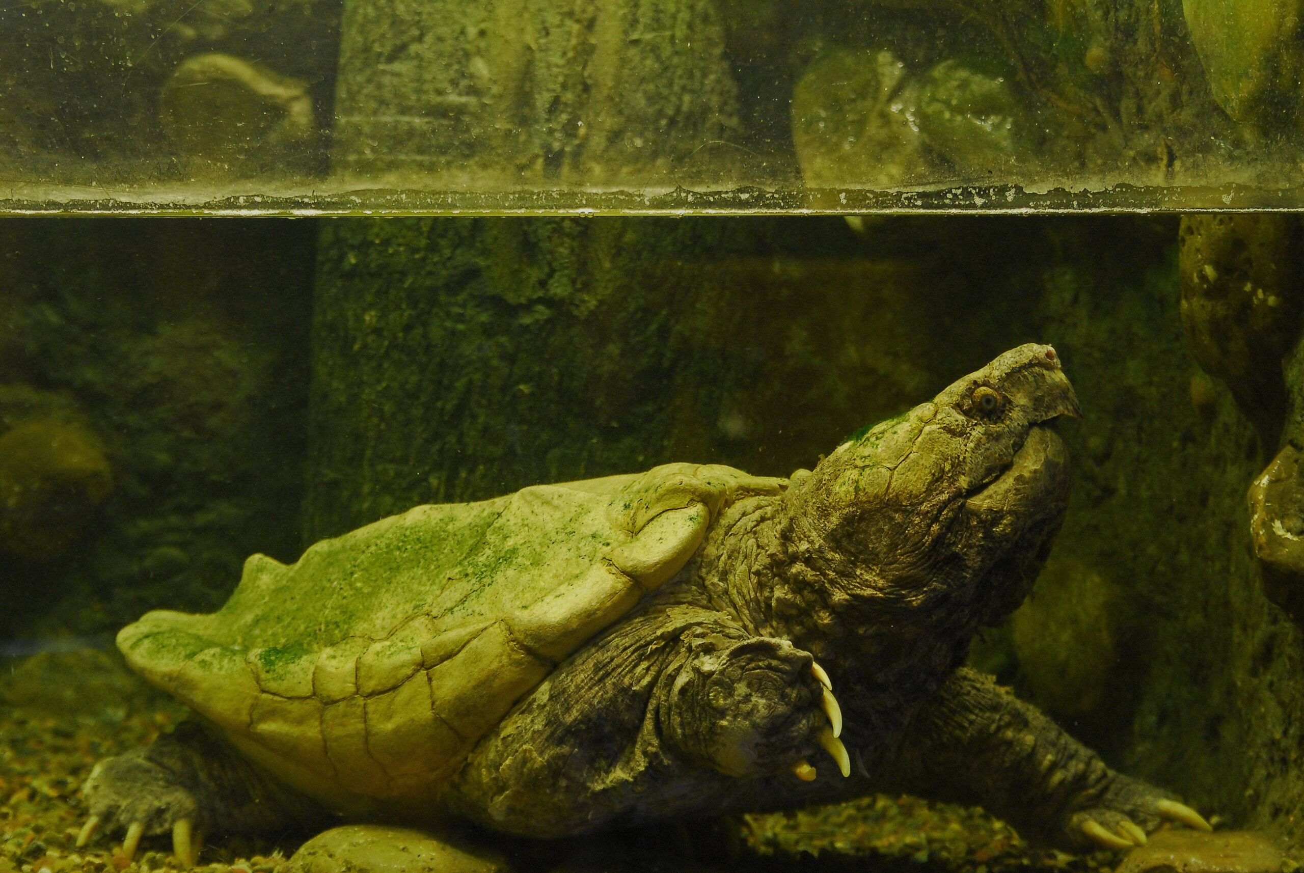 Geierschildkröte