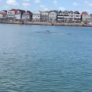 Ein rund sieben Meter langer Wal ist vor Travemünde gesichtet worden.