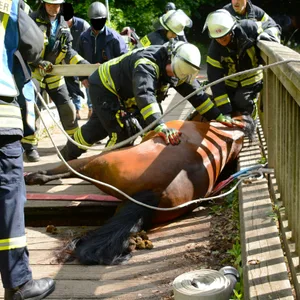 Einsatzkräfte retten das eingebrochene Pferd in Wohltorf