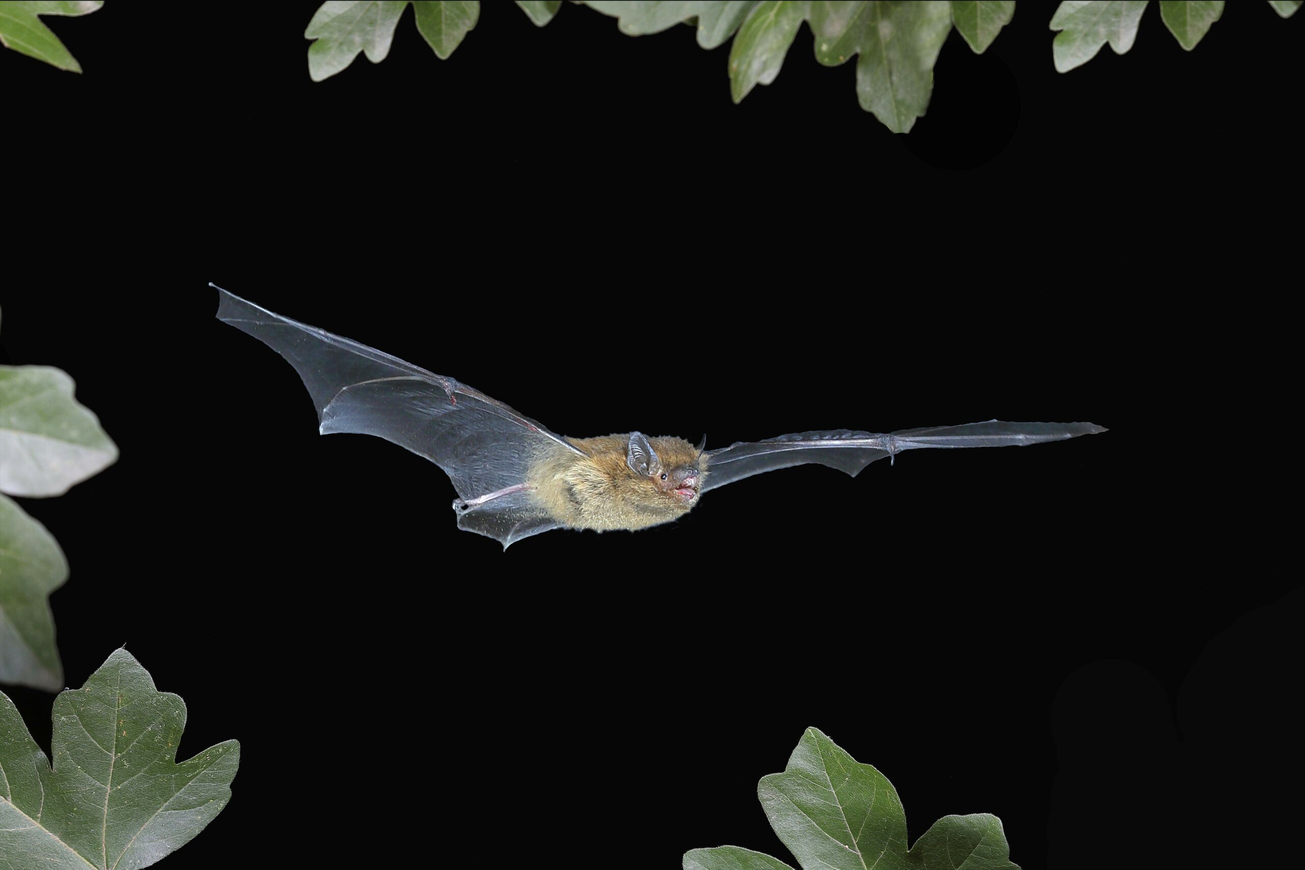 Eine Fledermaus fliegt durch die Nacht.