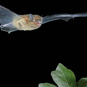 Eine Fledermaus fliegt durch die Nacht.