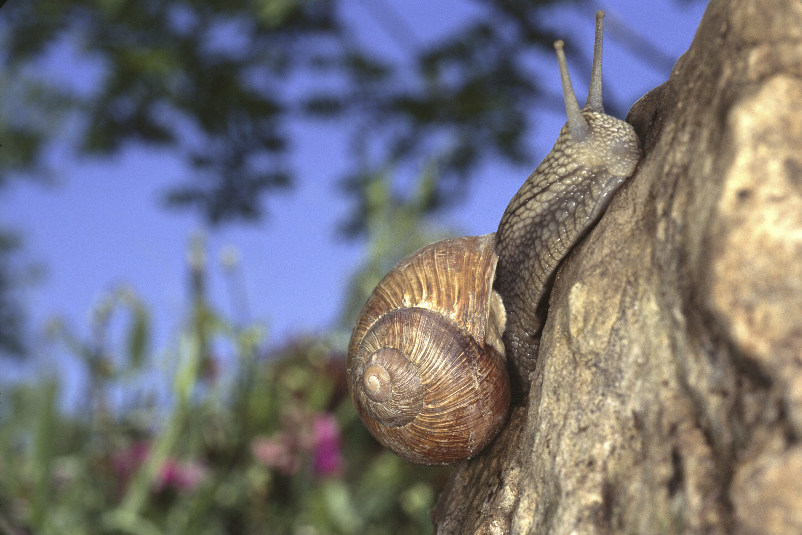 Eine Weinbergschnecke kriecht an einem Stein hoch.