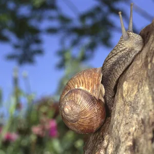 Eine Weinbergschnecke kriecht an einem Stein hoch.