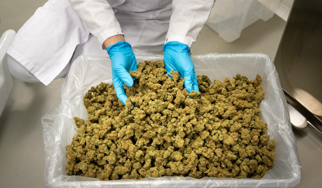 Riesige-Plantagen-Polizei-zerschl-gt-Cannabis-Bande-mehrere-Festnahmen