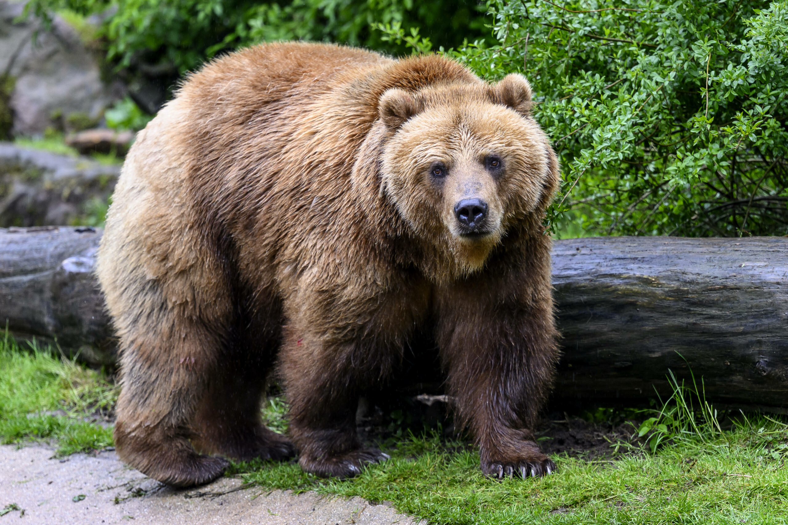 Braun-Bär